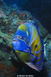 Blue-ringed Angelfish. Gulf of Thailand, Nikon D60, 55mm ... by Richard Ten Brinke 